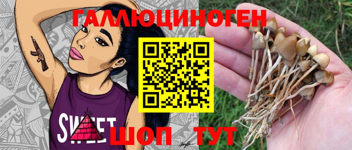 Псилоцибиновые грибы Psilocybe Саяногорск