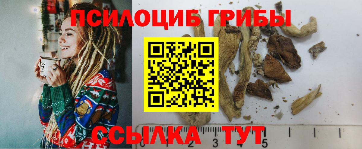 где можно купить   Вход с VPN  Саяногорск  Псилоцибиновые грибы прущие грибы 